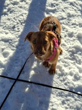 LIBBY, Hund, Mischlingshund in Obertrubach