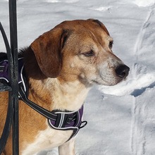 CHEETA, Hund, Mischlingshund in Wachenroth