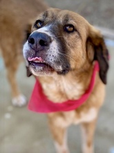 GABY, Hund, Mischlingshund in Griechenland