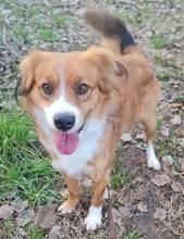 TILL, Hund, Mischlingshund in Italien