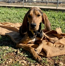 MEZZI, Hund, Mischlingshund in Griechenland