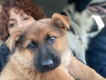 KODA, Hund, Mischlingshund in Spanien