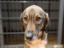 SISKA, Hund, Mischlingshund in Aerzen
