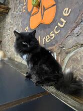 GRAF, Katze, Langhaarkatze in Ukraine