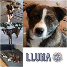 LLUNA, Hund, Mischlingshund in Ottensoos
