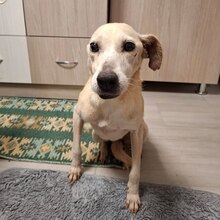 TIMA, Hund, Mischlingshund in Rumänien