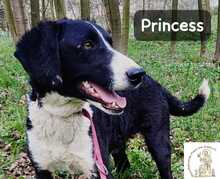 PRINCESS, Hund, Mischlingshund in Bosnien und Herzegowina