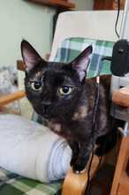 NORA, Katze, Europäisch Kurzhaar in Petershausen