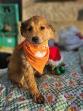 MANGO, Hund, Mischlingshund in Bulgarien