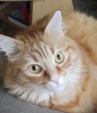 APATCHI, Katze, Langhaarkatze in Köln