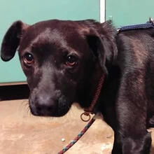 PORTHOS, Hund, Mischlingshund in Diepenau