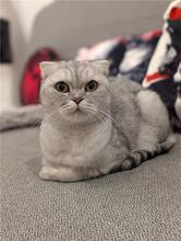 DAGNY, Katze, Scottish Fold in Essen