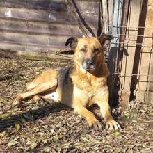 IONICA, Hund, Mischlingshund in Rumänien