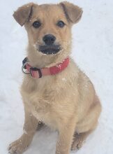 SYRA, Hund, Mischlingshund in Rumänien