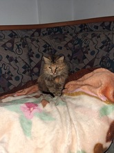 LISI, Katze, Europäische Langhaarkatze in Miesbach