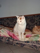 LUCKY, Katze, Europäisch Kurzhaar in Miesbach