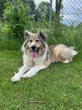 KIRO, Hund, Mischlingshund in Miesbach