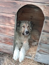 KIRO, Hund, Mischlingshund in Miesbach