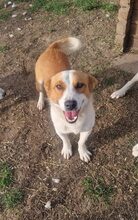 SILAS, Hund, Mischlingshund in Krefeld