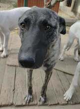 SIRA, Hund, Mischlingshund in Itzstedt