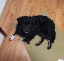 TOMMY, Hund, Mischlingshund in Heroldsberg