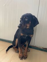 UTOPIA, Hund, Mischlingshund in Bellheim