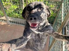 VIRA, Hund, Mischlingshund in Bellheim