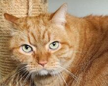 DUNKIN, Katze, Europäisch Kurzhaar in Spanien