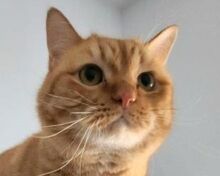 DONUT, Katze, Europäisch Kurzhaar in Spanien