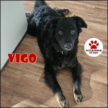 VIGO, Hund, Kroatischer Schäferhund-Mix in Krefeld