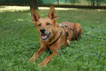 RED TEDDY, Hund, Mischlingshund in Lauf