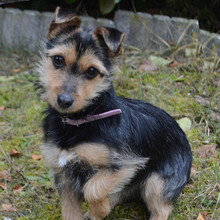 BEATA, Hund, Yorkshire Terrier-Mix in Lauf