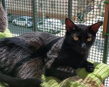 STOKER, Katze, Europäisch Kurzhaar in Spanien