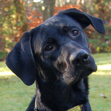 SPIKY, Hund, Labrador Retriever-Mix in Lauf