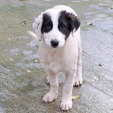 SKIA, Hund, Mischlingshund in Jüchen