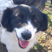 CHARA, Hund, Mischlingshund in Fürstenfeldbruck