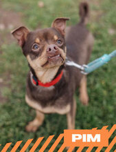 PIM, Hund, Mischlingshund in Bulgarien