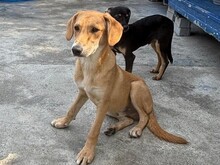 ATHOS, Hund, Mischlingshund in Rumänien