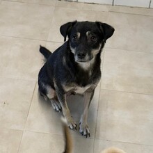 GABI, Hund, Mischlingshund in Rumänien