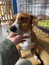 ROSALINA, Hund, Mischlingshund in Portugal