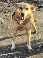 AUDREY, Hund, Mischlingshund in Bulgarien