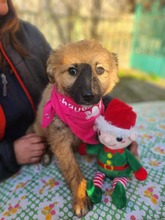 MADDIE, Hund, Mischlingshund in Bulgarien