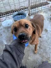 DENVER, Hund, Mischlingshund in München