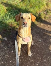 SULTAN, Hund, Mischlingshund in Mitteleschenbach