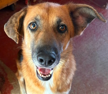 BRIGITTE, Hund, Deutscher Schäferhund-Mix in Italien