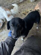 JASCHA, Hund, Mischlingshund in Lauf