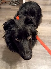 PARKER, Hund, Mischlingshund in Bayreuth