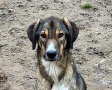 MARIA, Hund, Mischlingshund in Aerzen