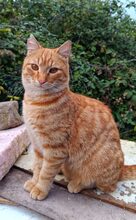 GINGI, Katze, Europäisch Kurzhaar in Hohenwart