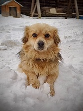 GERT, Hund, Mischlingshund in Rumänien